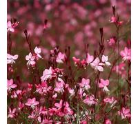 Magnifici semi resistenti di candele, perenne Gaura Lindheimeri, Le da balcone sono perenni resistenti esotici, 400pcs