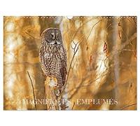 Magnifiques Emplumés (Calendrier mural 2026 DIN A3 vertical), CALVENDO calendrier mensuel: 13 photos d'oiseaux sauvages du Québec