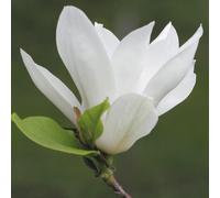 Magnolia Alba Superba 2L - Fiori bianchi e profumati che ricordano i tulipani