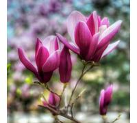magnolia d'appartamento esotiche ufficio giardino semi giardino ornamentale 130pcs