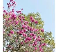 magnolia,di magnolia,giardino,giardino resistenti in vaso,semi piccoli per il,colorati semi resistenti biologici,25semi