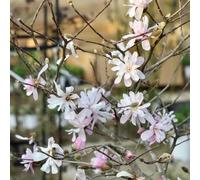 magnolia,di magnolia,semi resistenti balcone,giardino,resistenti giardino ideale per il,facile.80semi