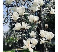 Magnolia facile curare giardino roccioso adatto alla coltivazione 40semi