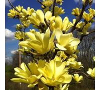 Magnolia gialla x brookynensis "Yellow Bird" pianta in vaso ø19 cm h oltre 1 metro Vivaio di Castelletto