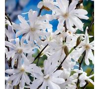 Magnolia giapponese "Magnolia Stellata" pianta in vaso ø26 cm h. oltre 2 metri Vivaio di Castelletto