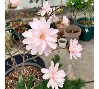magnolia giardino balcone semi resistenti semi giardino ufficio di 5pcs
