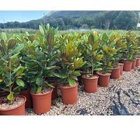 Magnolia Grandiflora "Francois Treyve" Vaso 22