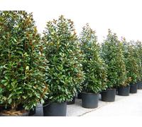 Magnolia Grandiflora Gallisoniensis Sempreverde Mastello 55cm H 2 mt Circa