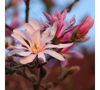 Magnolia Leonard Messel 2L - Porta un'atmosfera orientale al giardino