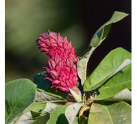 Magnolia officinalis - - Magnolia officinale | Corteccia di magnolia