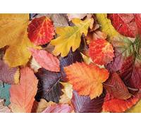 Magnolia - Puzzle Foglie colorate - 1000 Pezzi