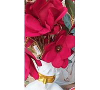 Magnolia rossa di Rituali Domestici