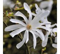 Magnolia stellata 2L - Una delle magnolie più resistenti al gelo