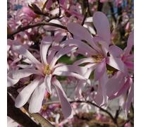Magnolia Stellata Rosea 2L - Ha fiori unici a forma di stella