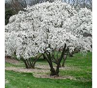 Magnolia Stellata rustica da giardino, arbusto pronto per la messa a dimora | Pianta rustica ideale per vasi, contenitori e aiuole: perfetta da piantare in giardino nella stagione giusta.