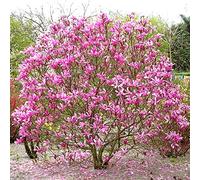 Magnolia Susan, arbusto da giardino a fioritura decidua | Pianta rustica ideale per vasi, contenitori e aiuole: perfetta da piantare in giardino nella stagione giusta.