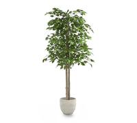 MAIA SHOP Ficus artificiale 150 cm, pianta finta da interno con tronco naturale, albero decorativo realistico per casa ufficio hotel
