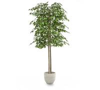 MAIA SHOP Ficus artificiale 180 cm, pianta finta grande da interno con tronco naturale, albero decorativo realistico per casa ufficio hotel