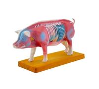 Maialino Anatomia Modello per Agopuntura E Moxibustione, Animali