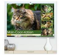 Main-Coon-Katzen. Die imposanten Waldkatzen im Garten (hochwertiger Premium Wandkalender 2026 DIN A2 quer), Kunstdruck in Hochglanz: Liebevoll ... eindrucksvollen Katzen in ihrer ganzen Pracht