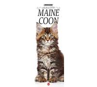 Maine Coon. Calendario 2026. Long