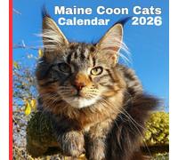 Maine Coon Cats Calendar 2026