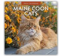 Maine Coon Cats - Maine Coon Katzen 2026 - 16-Monatskalender: Original Red Robin Publishing Ltd-Kalender [Mehrsprachig] [Kalender]