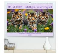 Maine Coon - Intelligent und verspielt (hochwertiger Premium Wandkalender 2026 DIN A2 quer), Kunstdruck in Hochglanz: Die größte Hauskatzenrasse der Welt