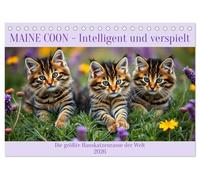 Maine Coon - Intelligent und verspielt (Tischkalender 2026 DIN A5 quer), CALVENDO Monatskalender: Die größte Hauskatzenrasse der Welt