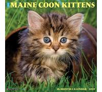 Maine Coon Kittens 2025 Wall