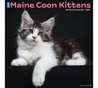 Maine Coon Kittens 2027 Wall
