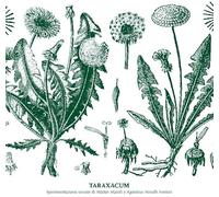 Maioli, Walter & Nirodh Fortini - Taraxacum