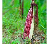 mais - Aiuole rialzate per il giardino mais dolce rampicanti esotiche resistenti per giardini rocciosi balcone con di invernali rare 25semi