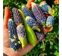 mais arcobaleno - decorazioni giardino per esterni semi di mais verdi esotiche biologiche Semi di biologici, varietà antiche Aiuole rialzate per il giardino 125semi