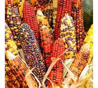 mais arcobaleno - orticole giardino semi di mais decorazioni giardino per esterni di invernali rare varietà antiche 320semi