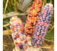 mais arcobaleno - rampicanti esotiche semi di mais Aiuole rialzate per il giardino semi di resistenti giardino resistenti per giardini rocciosi 160semi