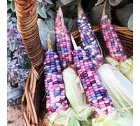 mais arcobaleno resistente per giardini di rocce giardino di semi varietà tradizionali interni esotici riverdimento 25pcs