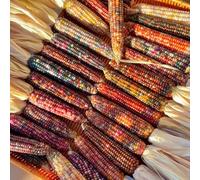 mais arcobaleno semi di giardino di semi giardino medicinali interni esotici selvatici riverdimento tetti 180pcs