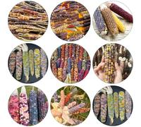 mais arcobaleno semi inverno interni esotici resistenti per giardini rocce riverdimento tetti 15pcs