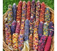 Mais arcobaleno ufficio giardino facile coltivare orticole 100semi