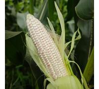 mais di semi di varietà tradizionali decorazione giardino rocce decorazione ufficio semi 20pcs