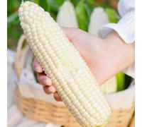 mais grano tenero selvaggi invernali perenni resistenti semi di bonsái interni medicinali 80pcs