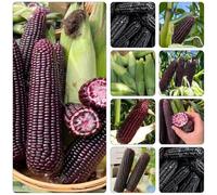 Mais nero - giardino del balcone resistenti scalatrici estremamente resistenti semi decorativi semi biologici 85pcs