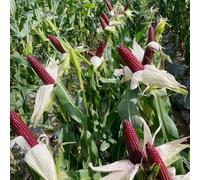 Mais nero - giardino interni balcone serra semi giardino rocce interni estremamente resistenti 10pcs