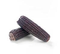 Mais nero - selvatici semi biologici scalapante giardino interno balcone serra 10pcs