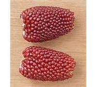 MAIS ORNAMENTALE ROSSO A SPIGHE PICCOLE NR.25 SEMI