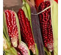 mais rosso, biologico d'appartamento esotiche giardino 20semi