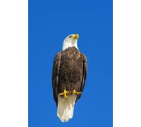 Majestic Eagle Notebook: Wildlife Photography Series