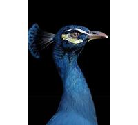 Majestic Feathers: The Peacock Journal: An Elegant A5 Notebook Featuring Watercolour Art by Marie També