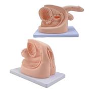Male Female Catheterization Exercises Education Model Set,Catheterization Model Internal and External Genital Anatomy Model and Urinary Catheter Mold